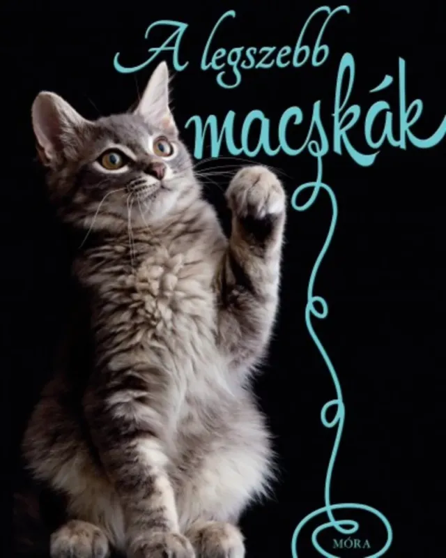 A legszebb macskák Akció