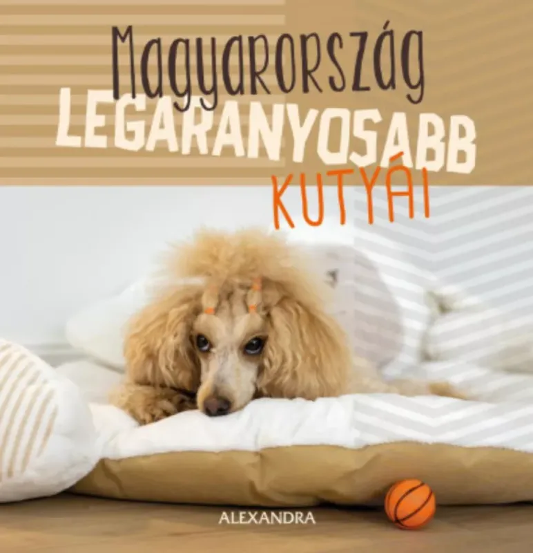 Magyarország legaranyosabb kutyái Legkelendőbb