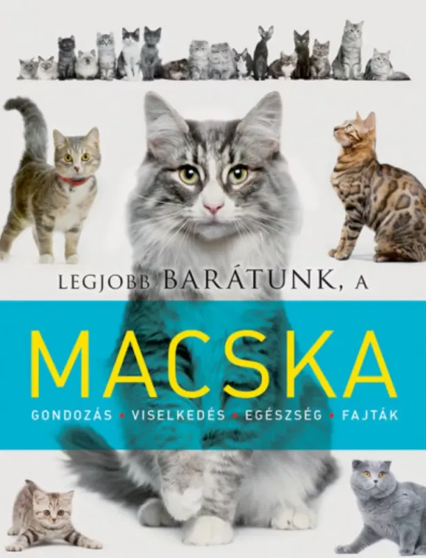 Legkelendőbb Legjobb barátunk, a macska