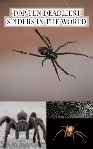 Alacsony ár Top Ten Deadliest Spiders in the World - E-könyv